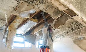 Mold Odor Removal Services in Fortville, IN